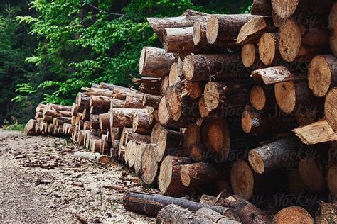 Log Pile In Woods By Stocksy Contributor Borislav Zhuykov Stocksy