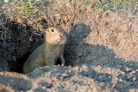 Gopher Is Peeking Out Of A Hole In The Lawn Portrait Close Up Stock