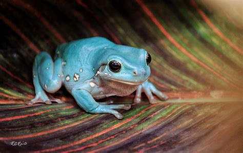 Australian Blue Phase Whites Tree Frog Ronald Reid 900×568