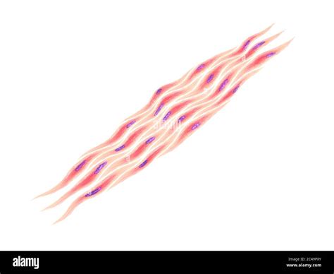 Células Musculares Fotos E Imágenes De Stock Alamy