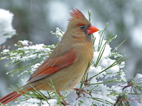 Northern Cardinal Female In The Snow Feederwatch