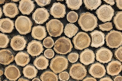 Eu Challenges Russian Export Restrictions On Wood At Wto Pubaffairs