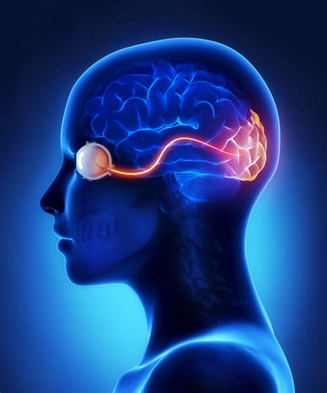 The Optic Nerve And Its Visual Link To The Brain Discovery Eye Foundation