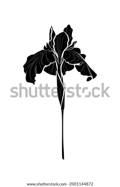 Black Silhouette Iris Flower On White Stock Vector Royalty Free