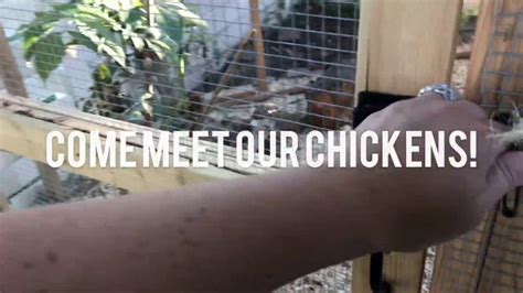 Meet Our Chickens Raising Backyard Chickens Youtube