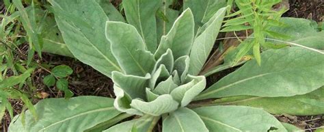 The Ultimate Guide To Mullein Leaf Benefits And Uses Explained Kiki Green