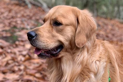 Best Tips For Training Your Golden Retriever - Alpha Trained Dog