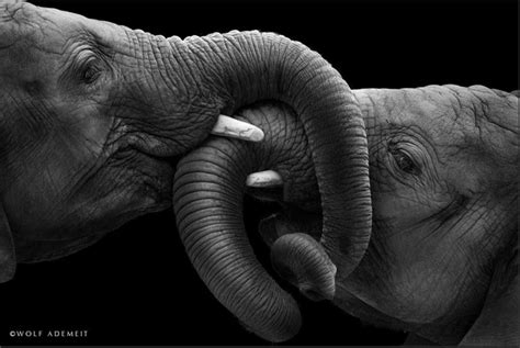 Elephant Love Photographer Shows The Emotional Side Of Giants Bored