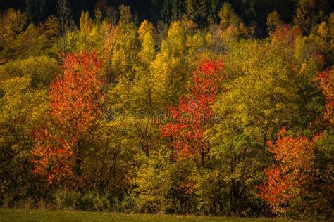 Mountain Autumn Landscape With Colorful Forest Stock Photo Image Of