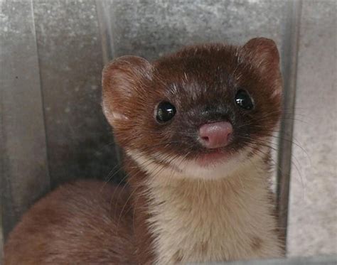 Chirp And Chatter Seldom Seen Weasel In And Out Of Rehab