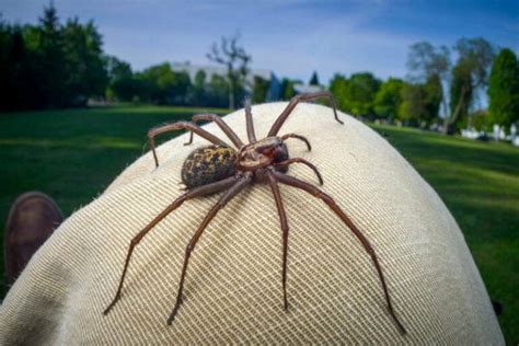 Common Spiders In Western Oregon Organic Pest Control Beaverton