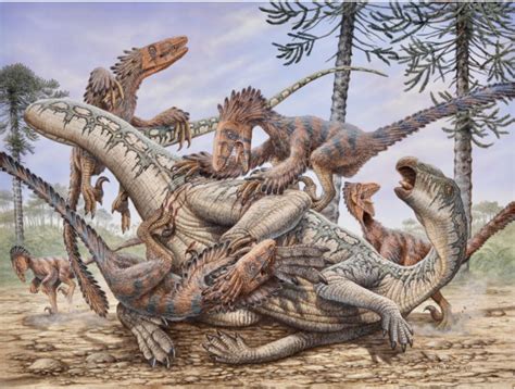 A Pack Of Feathered Dinosaurs Deinonychus Attacking A Larger