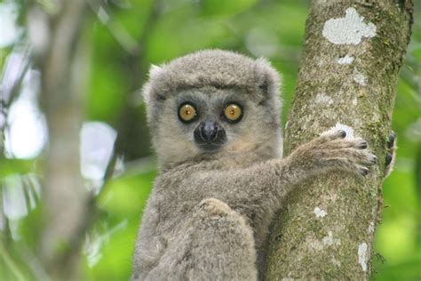 Woolly Lemur Alchetron The Free Social Encyclopedia