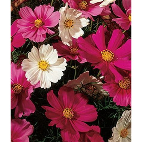 Cosmos Early Sensation Seed 1 Packet