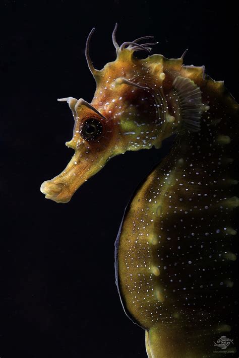 Macro Photos Of The Year Underwater Seaunseen