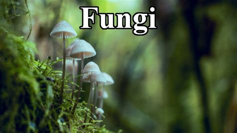 🌎 25 Fun Facts About Fungi Fungi Are Unicellular And Multicellular