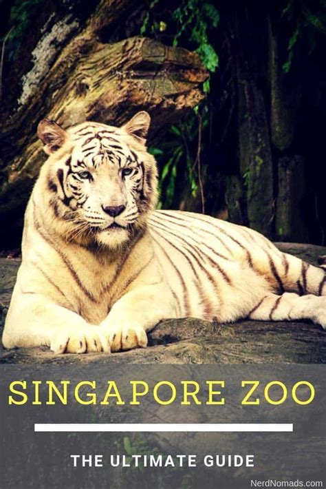 Singapore Zoo And Night Safari Should Be On Your List If You Are