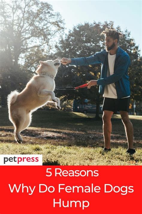 A Comprehensive Guide 5 Reasons Why Do Female Dogs Hump
