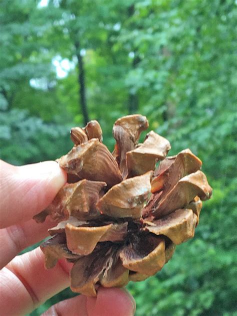 Pinyon Pine Tree Cones For Nature Inspired Crafts Pine Nut Cones