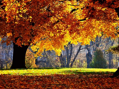 I just updated from ubuntu 10.10 to 11.04 and have an issue regarding the screen resolution. 1024x768 Autumn Falls desktop PC and Mac wallpaper