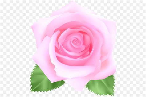 Terpopuler 30 Gambar Bunga Mawar Pink Png Galeri Bunga Hd