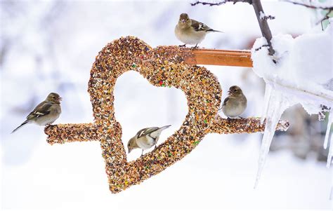 How To Feed Native Missouri Birds During Winter Months