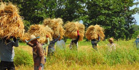 Farmers And Paddies Smithsonian Photo Contest Smithsonian Magazine