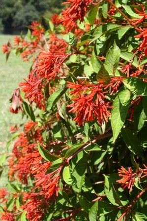 Mexican Fire Bush Scarlet Bush Hummingbird Bush Tropical Plants