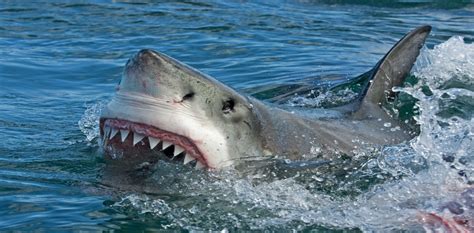 Most shark bites of humans are cases of mistaken identity, says marine biologist greg skomal. How sharks could help us regrow our own human teeth