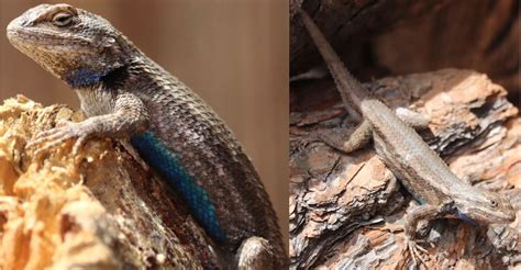 10 Types Of Spiny Lizards Found In Texas Id Guide Bird Watching Hq