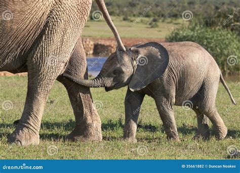 Baby African Elephant Stock Photo Image Of Brown Ears 35661882