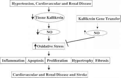 Multiple Roles Of Kallikreinkinin In Cardiovascular And Renal Disease