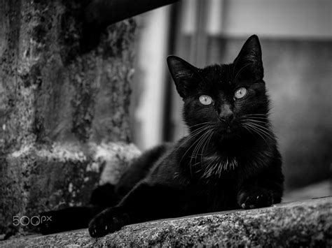 Black Cat Superstition Belief