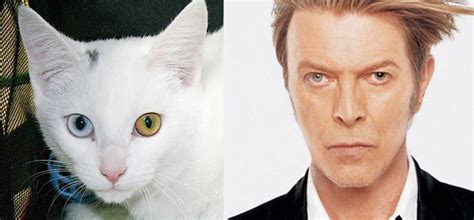 20 Cats That Freakishly Resemble Other Things