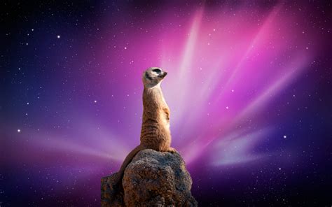 Meerkat Full Hd Wallpaper And Background Image 2560x1600 Id102684