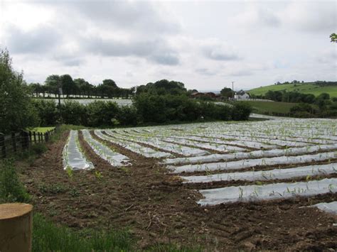 Horticulture At The Poor Clares © Eric Jones Geograph Ireland