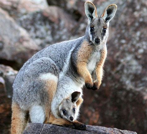 32 Mother And Baby Animal Photos To Make Your Heart Melt
