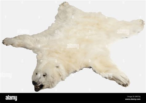 A Polar Bears Skin Greenland 1965 Skin Of A Male Polar Bear Ursus