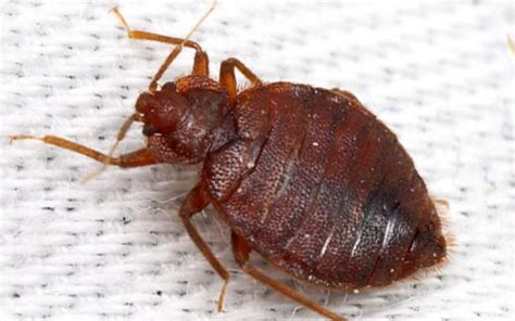 What Do Bed Bugs Look Like Basic Information About Bedbugs