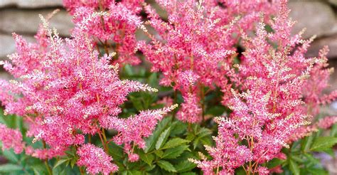 Not only do perennial plants keep coming back year after year, they also may produce colorful blooms for two months or longer. Best Perennials for Shade | Better Homes & Gardens