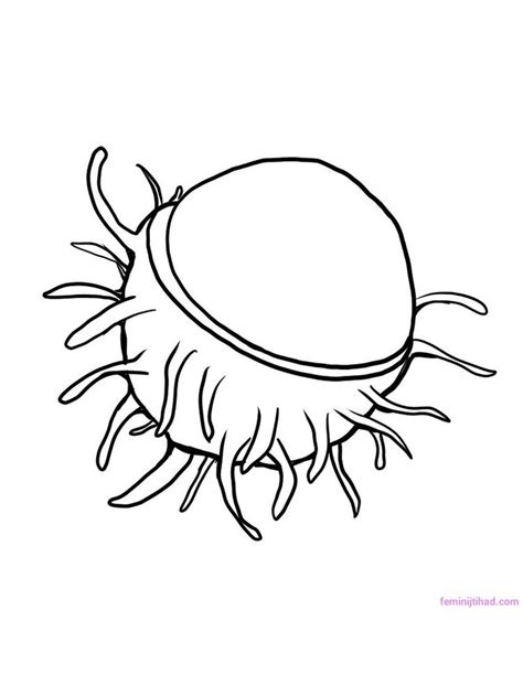 Rambutan coloring page download free | Fruit coloring pages, Coloring