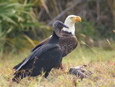 Black Vultures And Armadillos — The Naturalists Notebook