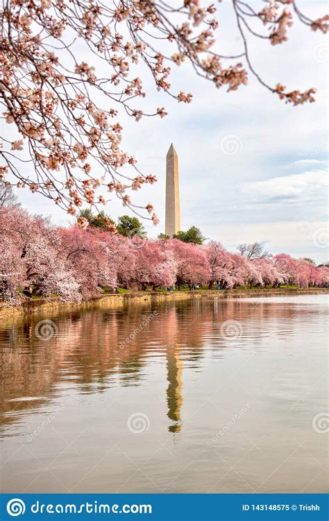 Cherryblossoms In Peak Bloom At Tidal Basin Editorial Image Image Of