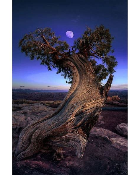Kaxamana: Viva a magia do mundo | Fotografia de árvore, Fotografia da natureza, Fotografia da lua