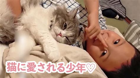 人間のお兄ちゃんと2匹の猫さん♡ 猫さんに愛される少年の日々｜peco Youtube