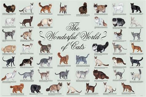 Cat Breeds Infographic Pets Lovers