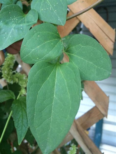 Clematis terniflora is a perennial woody vine, native to asia and introduced to north america as an ornamental. Photo of the leaves of Sweet Autumn Clematis (Clematis ...