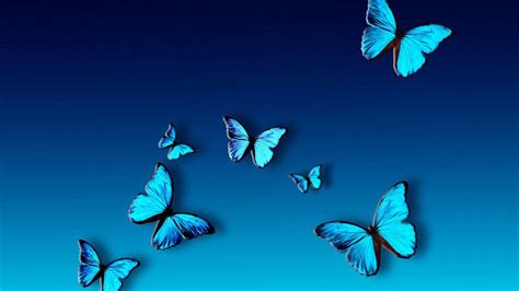 Blue Butterfly Hd Wallpapers Top Hình Ảnh Đẹp