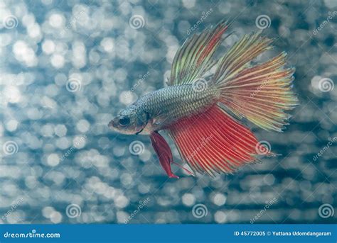 Fight Fish Stock Image Image Of Gourami Fight Colloquially 45772005