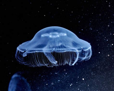 How Moon Jellyfish Get About Science Codex